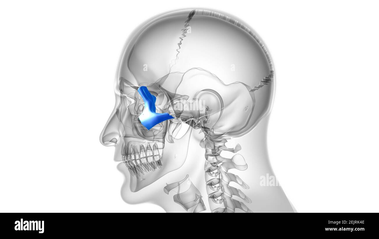 Squelette humain crâne zygomatique OS Anatomie pour le concept médical Illustration 3D Banque D'Images