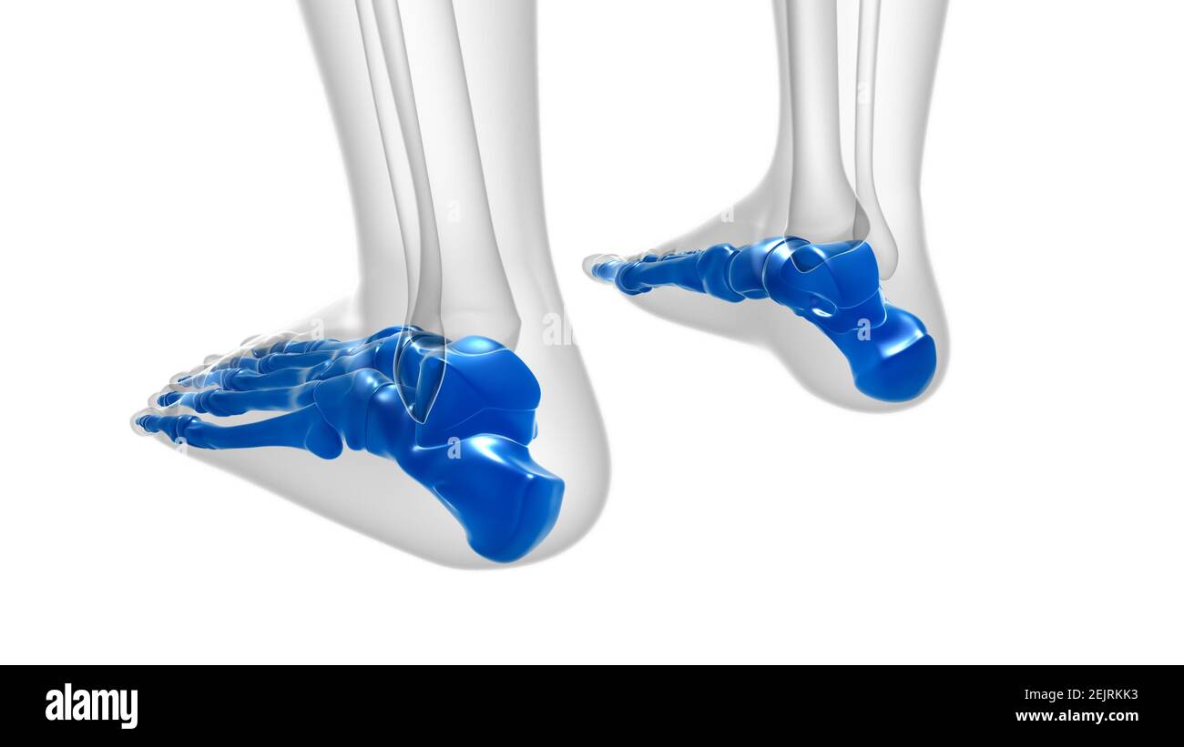 Squelette humain OS du pied Anatomy for Medical concept Illustration 3D Banque D'Images