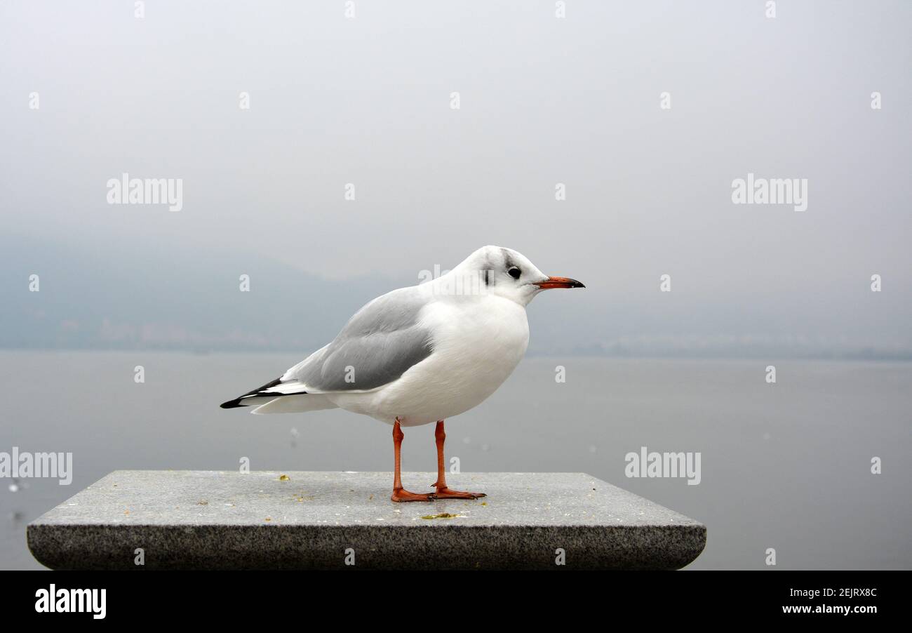 Un larus ridibundus blanc descend sa tête et l'regarde graisse debout sur la plate-forme par temps nuageux Banque D'Images