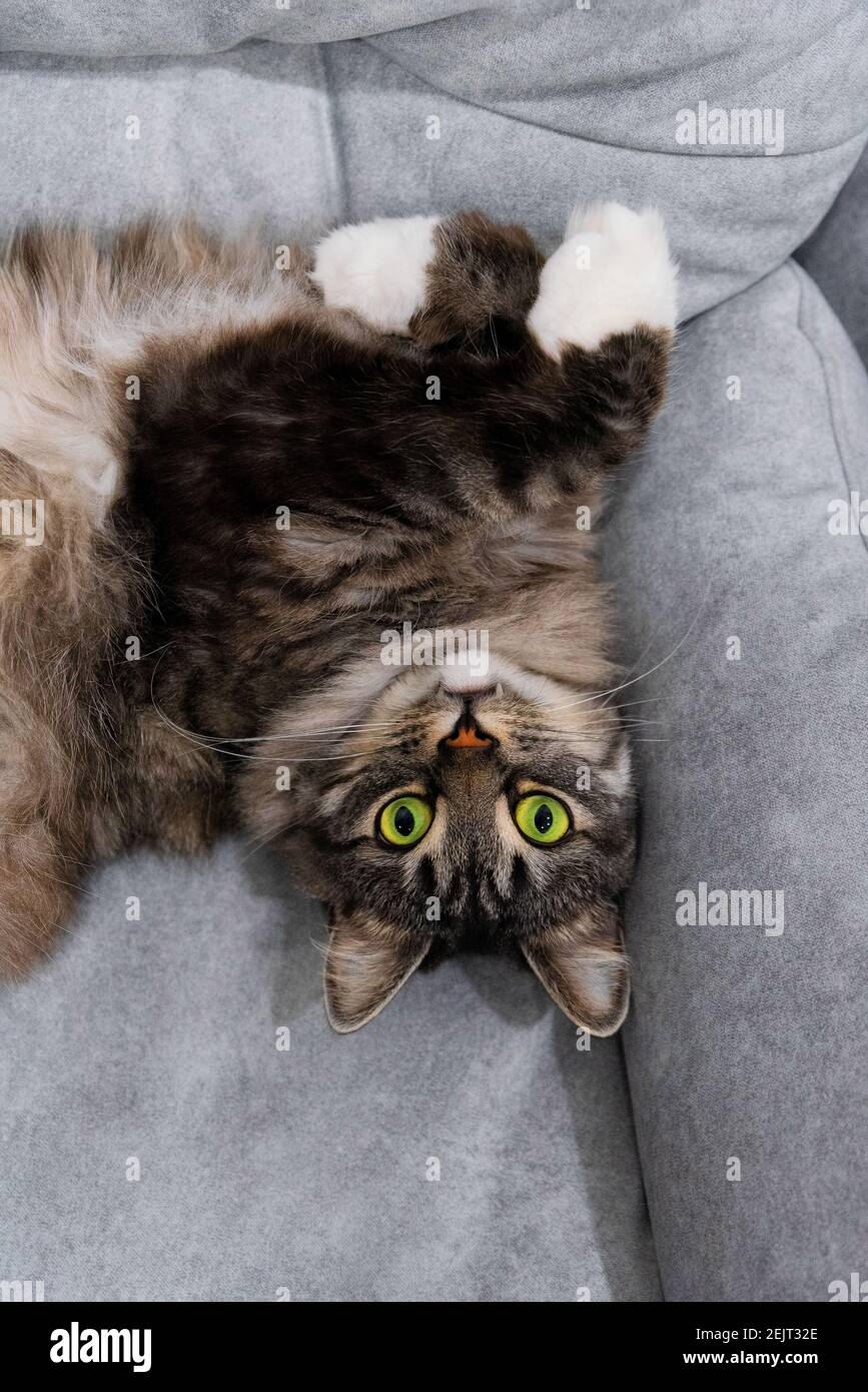 Poils longs domestiques doux siberian gris chat avec les yeux verts couché sur le canapé. Gros plan animaux consépt. Arrière-plan vertical à propos de la vue de face des animaux domestiques Banque D'Images