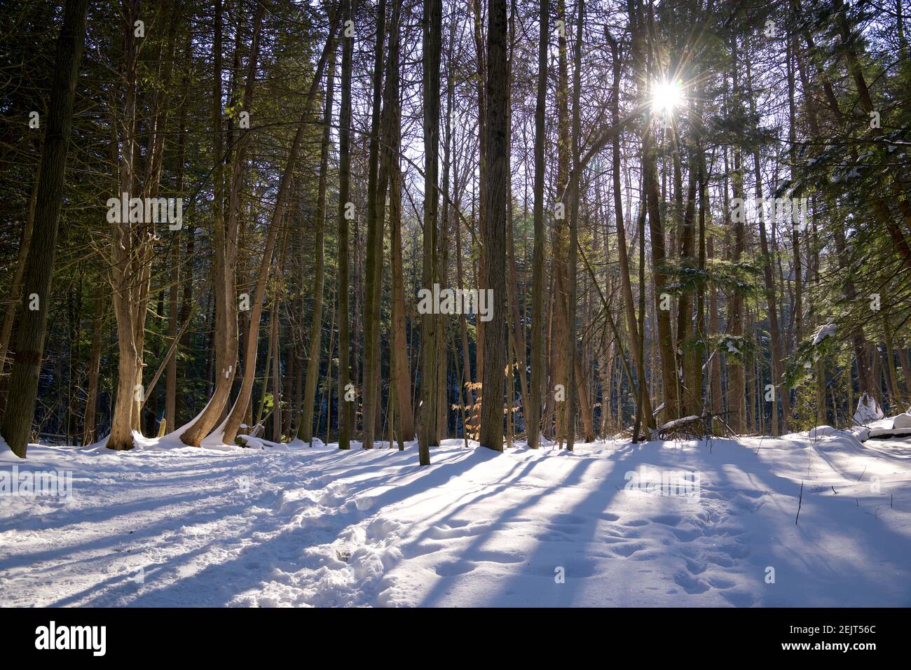 La forêt verte en hiver. La lumière du soleil piquer à travers les arbres Banque D'Images