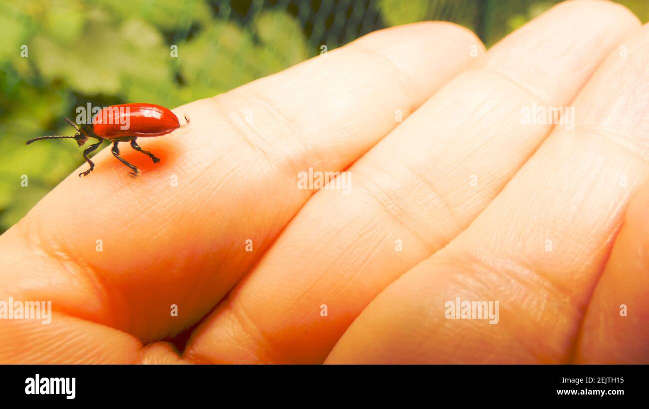 Coccinelle sur la main femme image image bannière fond modèle Banque D'Images