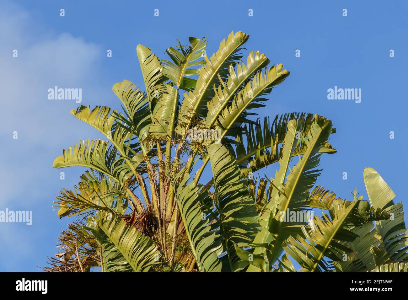 Strelitzia alba feuilles d'oiseau blanc de paradis plante plus ciel bleu à l'extérieur Banque D'Images