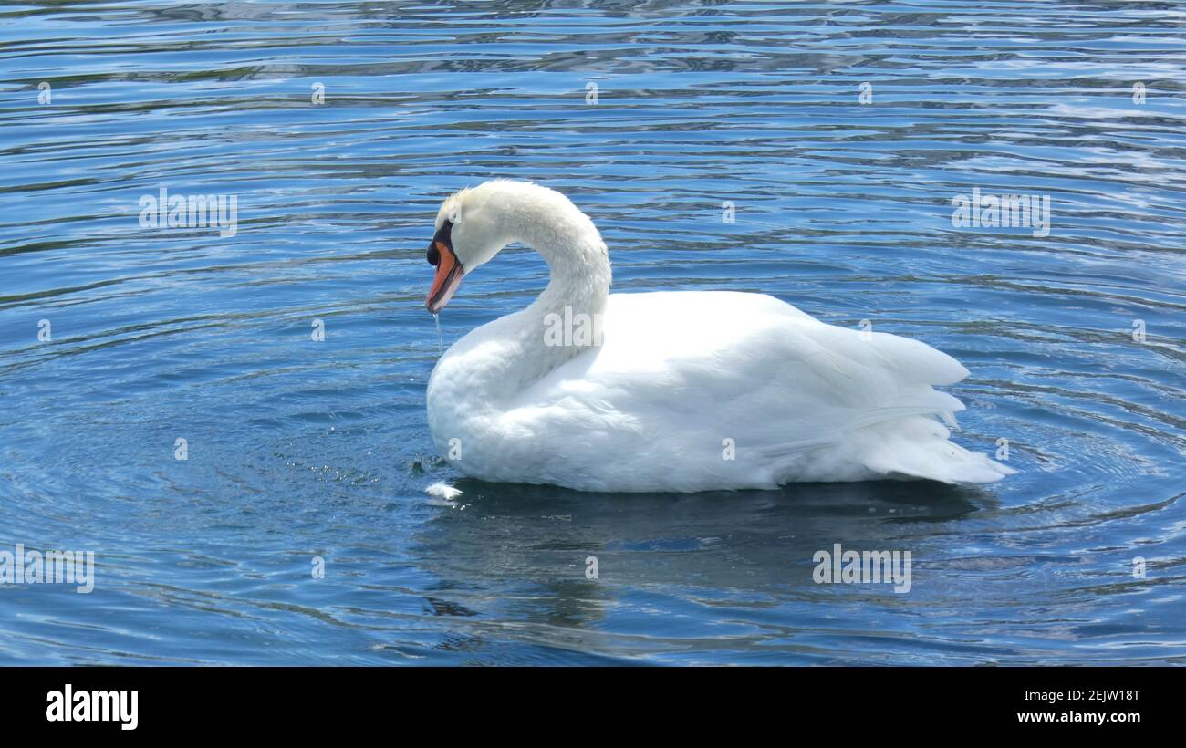 White Swan nageant sur Lake Eola Park Orlando Florida photo Modèle d'arrière-plan d'image Banque D'Images