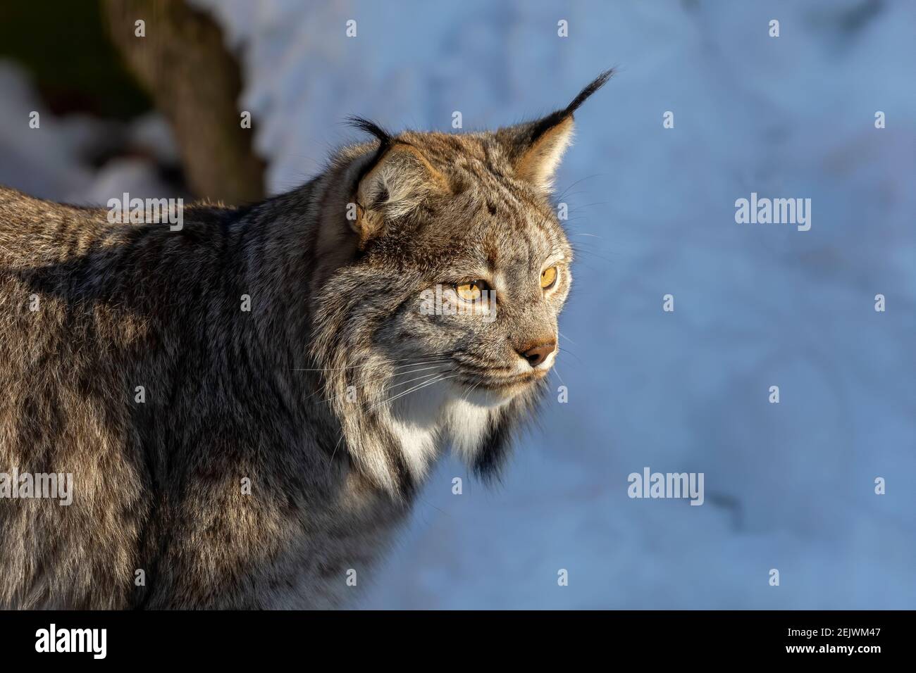 Le lynx du Canada (Lynx canadensis). Prédateur vivant dans les territoires du nord des États-Unis et du Canada. Scène du Wisconsin. Banque D'Images