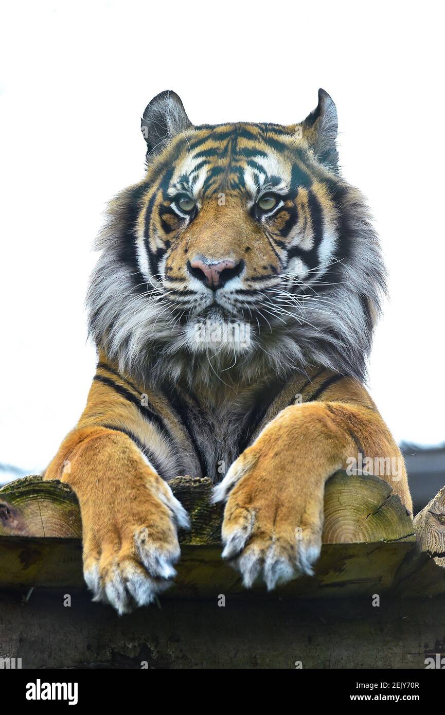 Londres, Royaume-Uni. 22 février 2021. Un tigre d'Amour vu au zoo de Colchester. Les zoos et les parcs d'animaux sauvages ont eu du mal à survivre pendant le confinement.les zoos et parcs d'animaux sauvages rouvriront à partir du 12 avril après que Boris Johnson a annoncé sa feuille de route pour l'Angleterre. Crédit : Dave Rushen/SOPA Images/ZUMA Wire/Alay Live News Banque D'Images