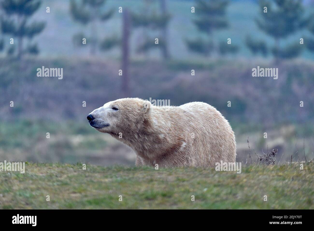 Londres, Royaume-Uni. 22 février 2021. Un ours polaire au parc animalier du Yorkshire. Les zoos et les parcs d'animaux sauvages ont eu du mal à survivre pendant le confinement.les zoos et parcs d'animaux sauvages rouvriront à partir du 12 avril après que Boris Johnson a annoncé sa feuille de route pour l'Angleterre. Crédit : Dave Rushen/SOPA Images/ZUMA Wire/Alay Live News Banque D'Images