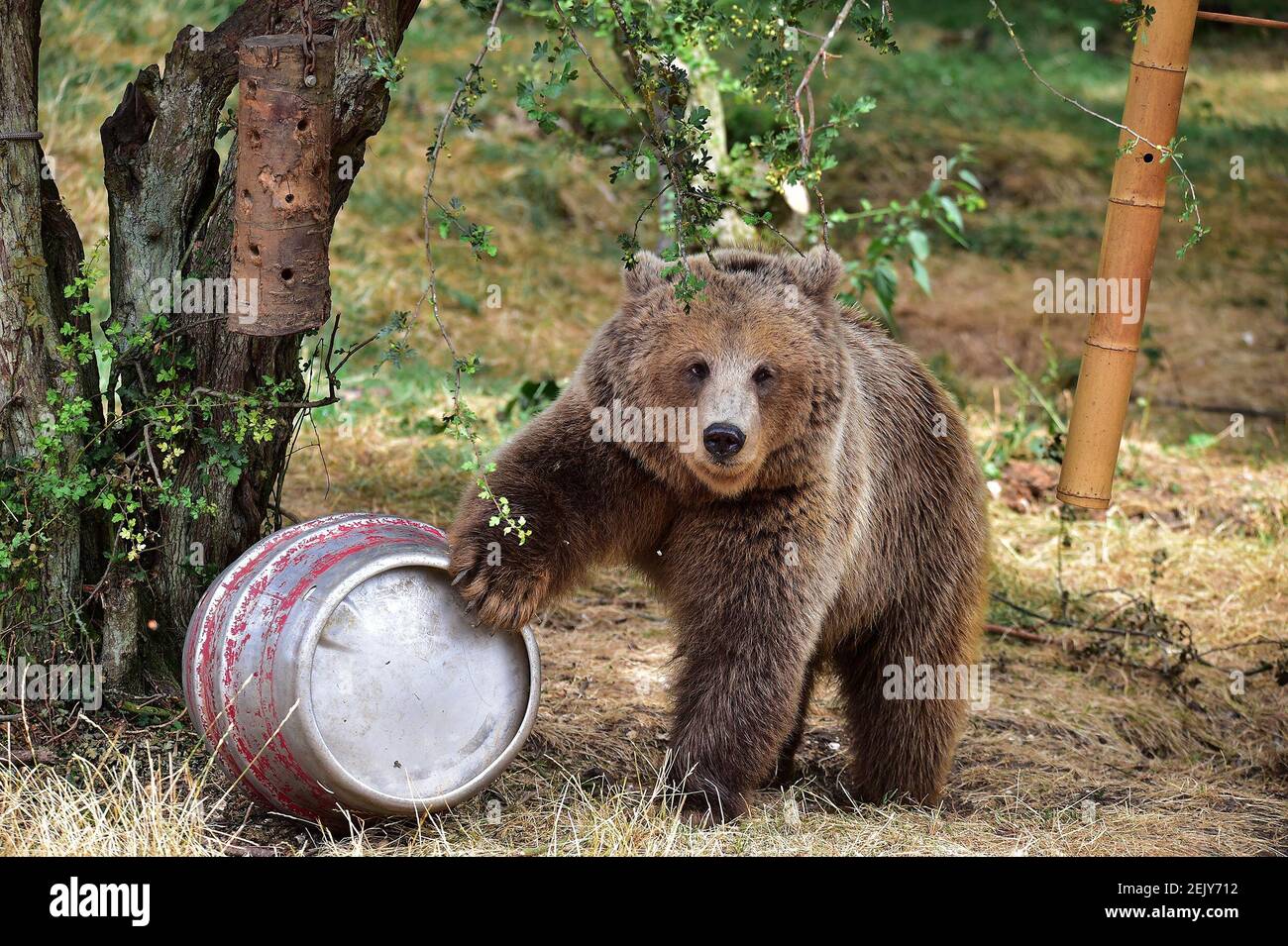 Londres, Royaume-Uni. 22 février 2021. Un ours brun européen au zoo de Whipsnade. Les zoos et les parcs d'animaux sauvages ont eu du mal à survivre pendant le confinement.les zoos et parcs d'animaux sauvages rouvriront à partir du 12 avril après que Boris Johnson a annoncé sa feuille de route pour l'Angleterre. Crédit : Dave Rushen/SOPA Images/ZUMA Wire/Alay Live News Banque D'Images