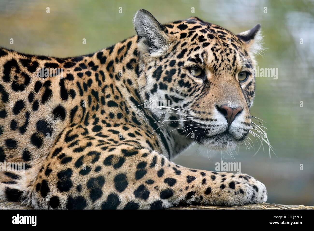 Londres, Royaume-Uni. 22 février 2021. Une Jaguar vue à la réserve d'animaux de Paradise. Les zoos et les parcs d'animaux sauvages ont eu du mal à survivre pendant le confinement.les zoos et parcs d'animaux sauvages rouvriront à partir du 12 avril après que Boris Johnson a annoncé sa feuille de route pour l'Angleterre. Crédit : Dave Rushen/SOPA Images/ZUMA Wire/Alay Live News Banque D'Images