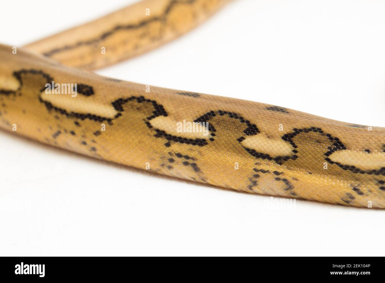 serpent python réticulé au tigre de platine Banque D'Images