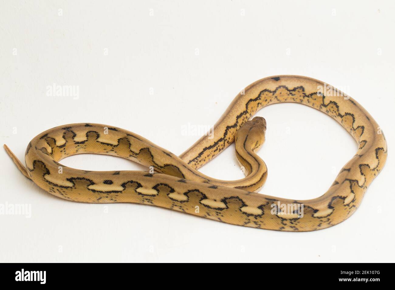 serpent python réticulé au tigre de platine Banque D'Images