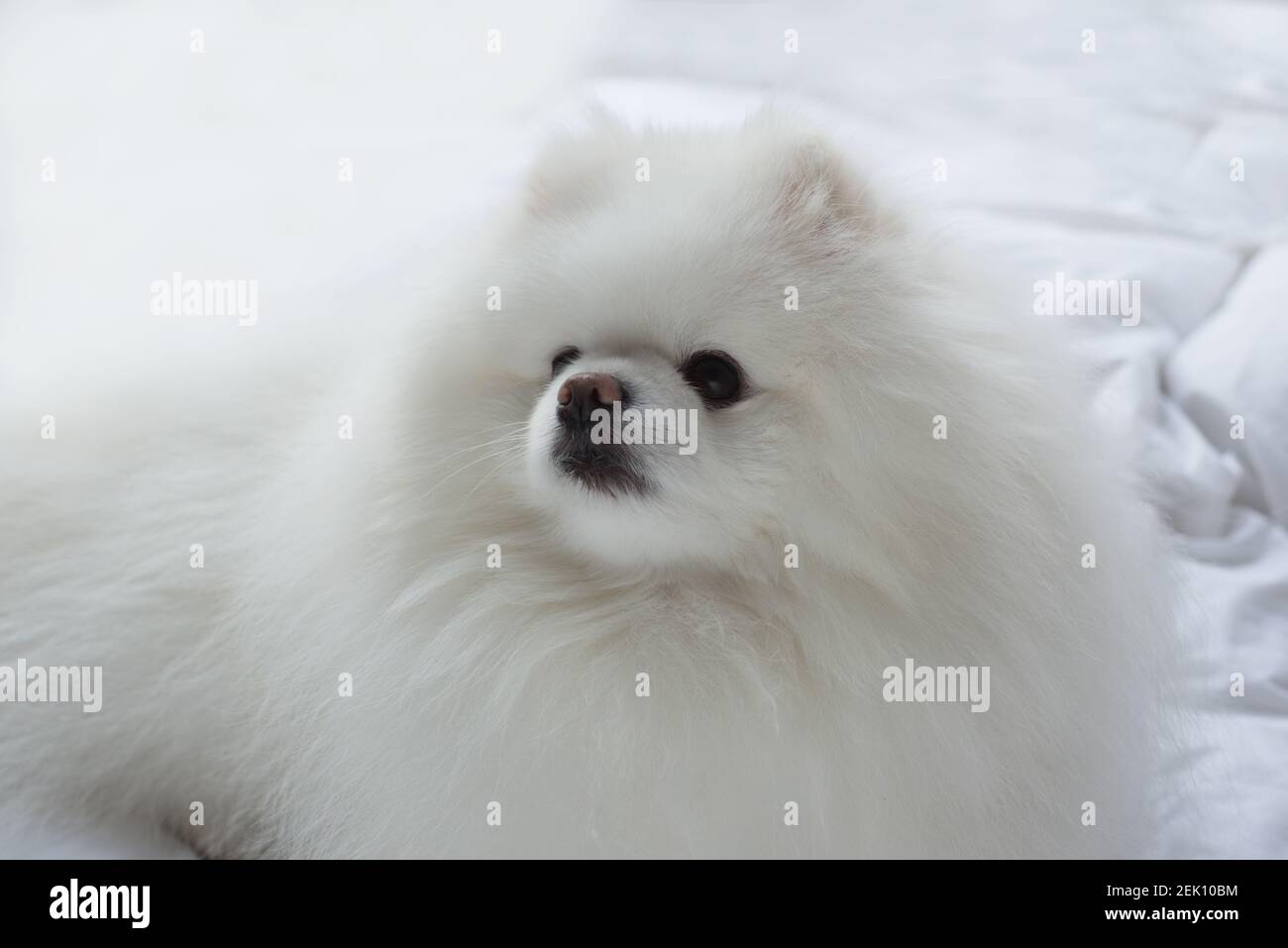 Chien Pomeranian blanc adorable et doux. Gros plan d'un animal Banque D'Images