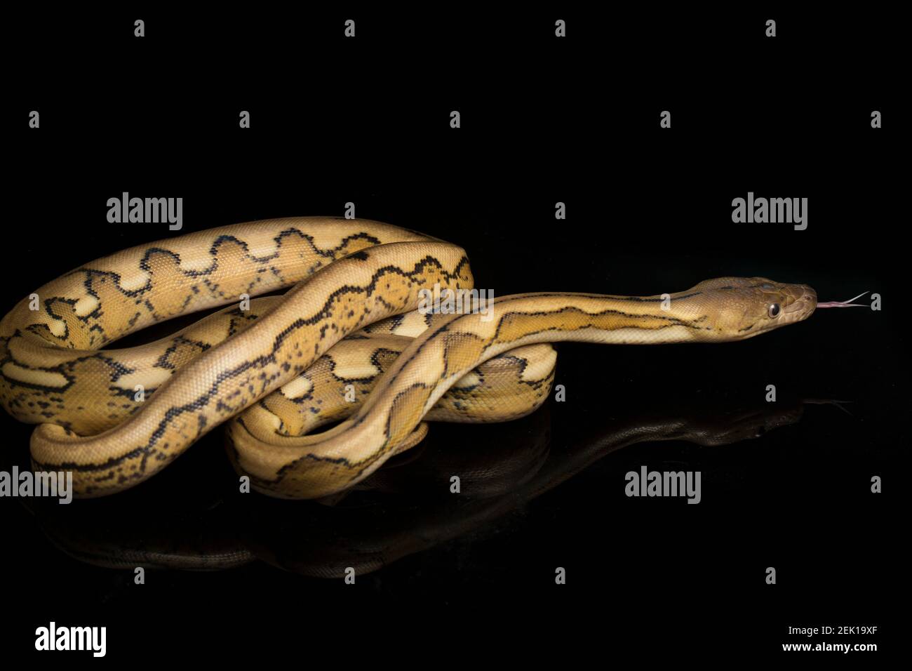 serpent python réticulé au tigre de platine Banque D'Images