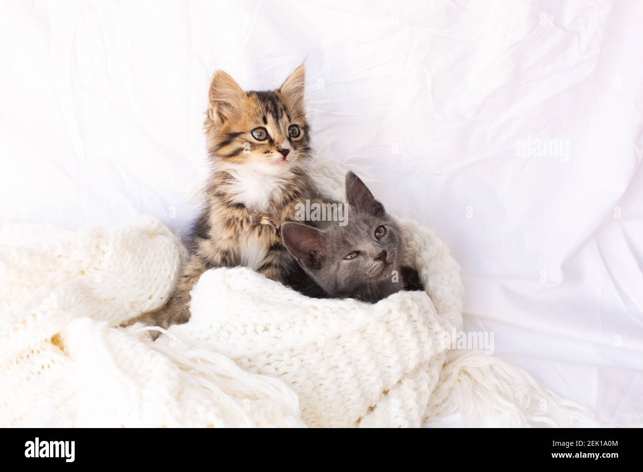 Deux Petits Chatons Sur Un Foulard Blanc Tricote Deux Chats Qui Se Mordent Et S Embrasent Animal Domestique Photo Stock Alamy