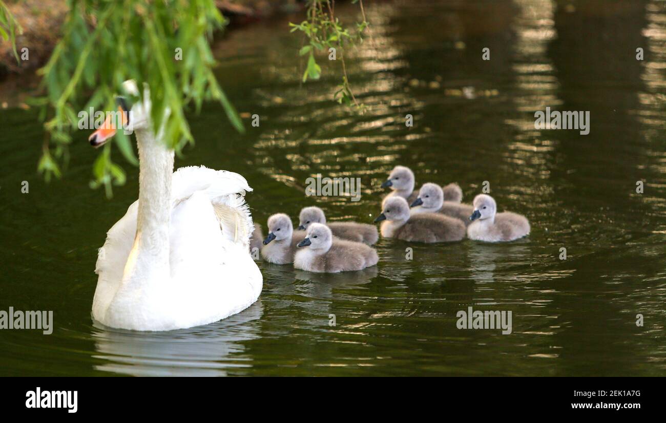 Les Octuplets Nagent A Cote De Leur Mere Dans Le Lac De Cygne Dans Le Comte De Jize Ville De Handan Province Du Hebei Au Nord De La Chine 30 Avril