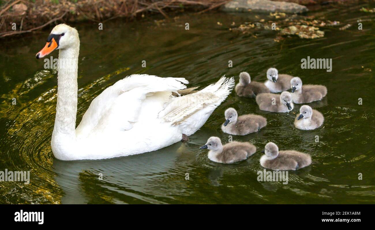 Les Octuplets Nagent A Cote De Leur Mere Dans Le Lac De Cygne Dans Le Comte De Jize Ville De Handan Province Du Hebei Au Nord De La Chine 30 Avril