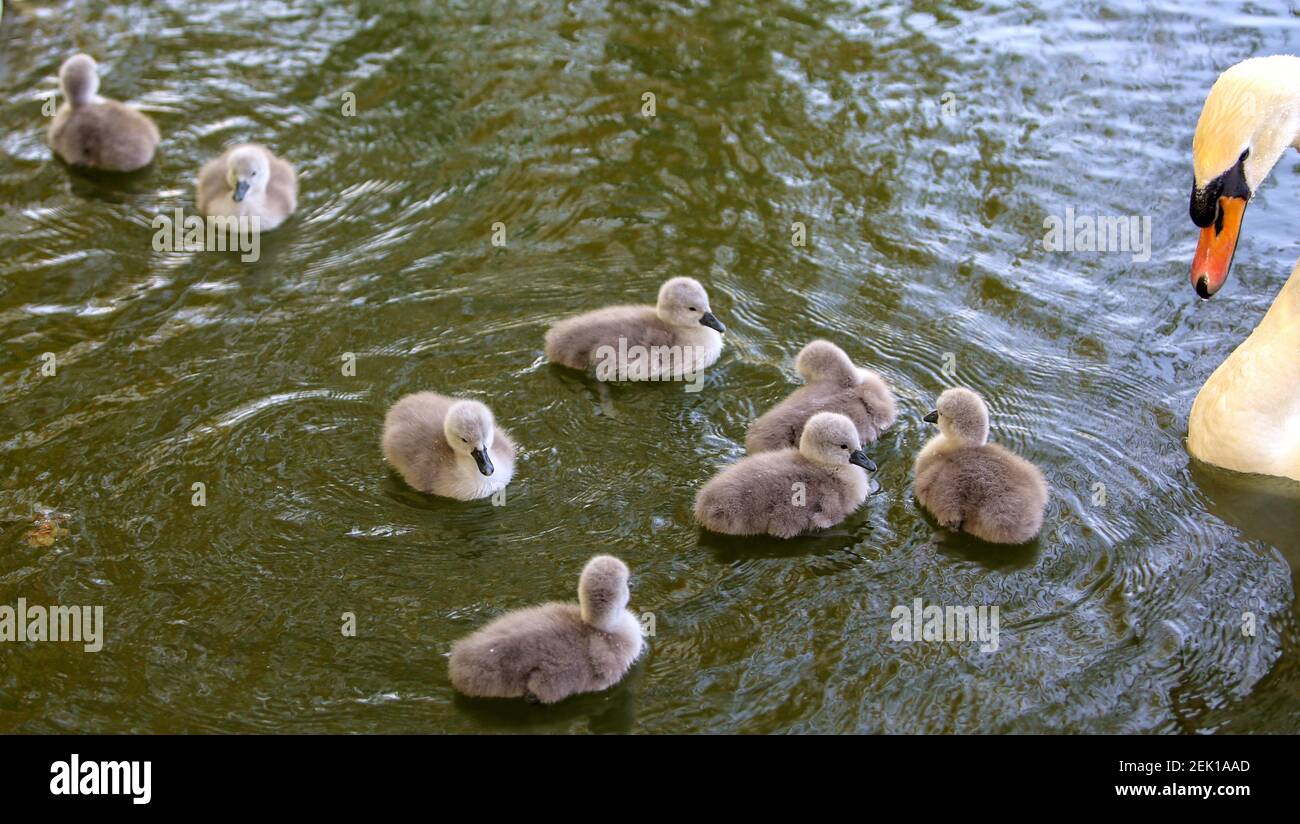 Les Octuplets Nagent A Cote De Leur Mere Dans Le Lac De Cygne Dans Le Comte De Jize Ville De Handan Province Du Hebei Au Nord De La Chine 30 Avril
