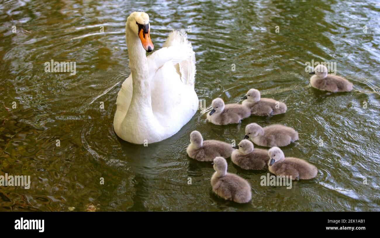 Les Octuplets Nagent A Cote De Leur Mere Dans Le Lac De Cygne Dans Le Comte De Jize Ville De Handan Province Du Hebei Au Nord De La Chine 30 Avril