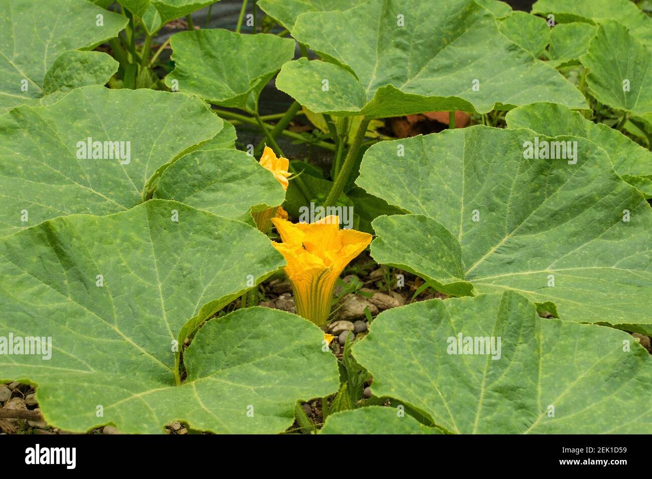 Les fleurs d'une plante de courge butternut poussant à Friuli-Venezia Giulia, dans le nord-est de l'Italie Banque D'Images