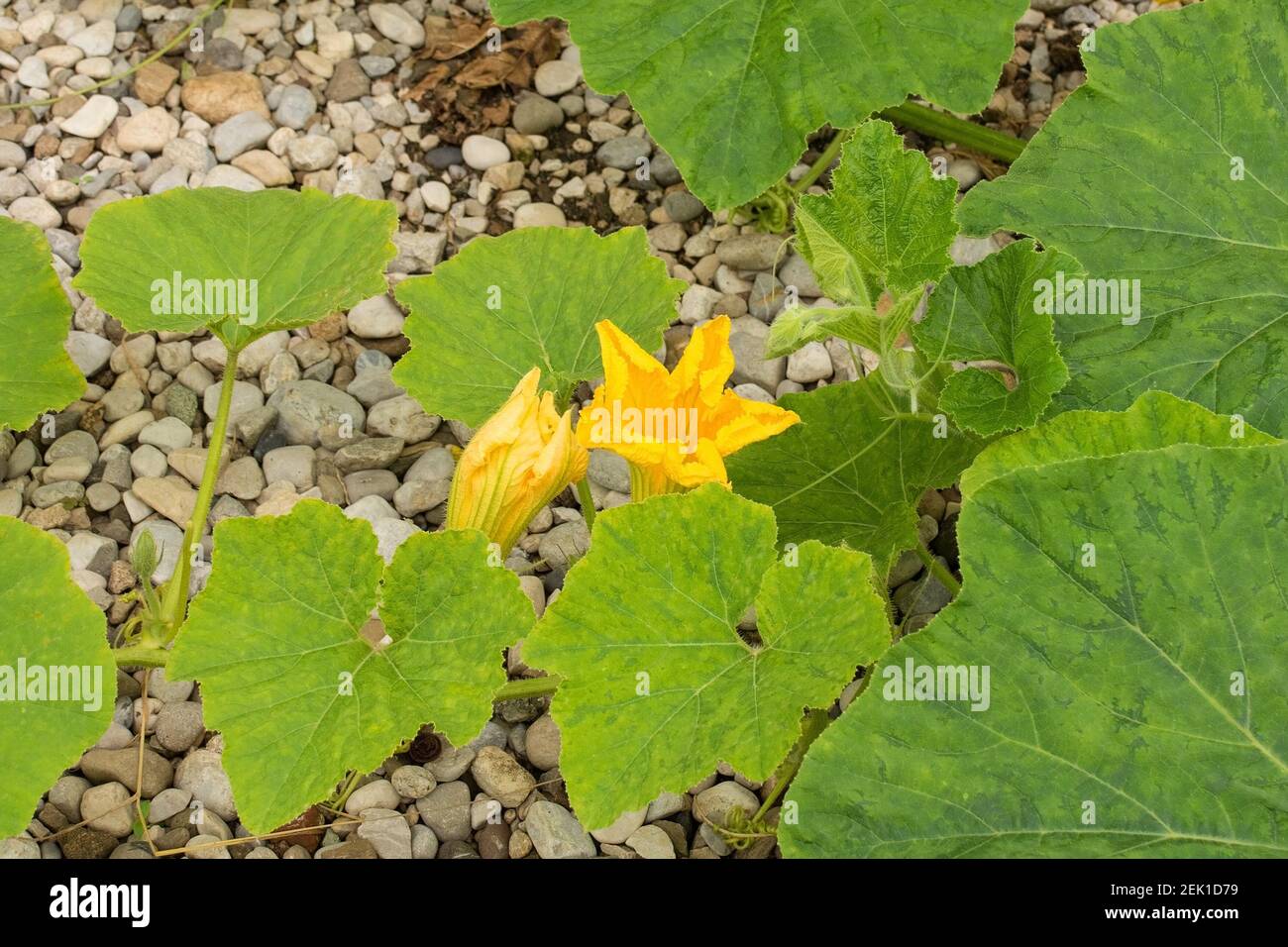 Les fleurs d'une plante de courge butternut poussant à Friuli-Venezia Giulia, dans le nord-est de l'Italie Banque D'Images