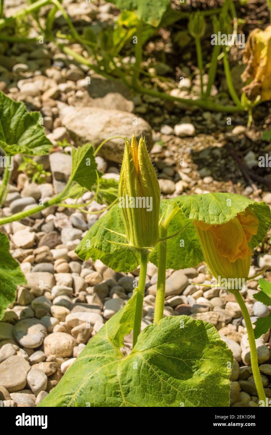 Les fleurs d'une plante de courge butternut poussant à Friuli-Venezia Giulia, dans le nord-est de l'Italie Banque D'Images