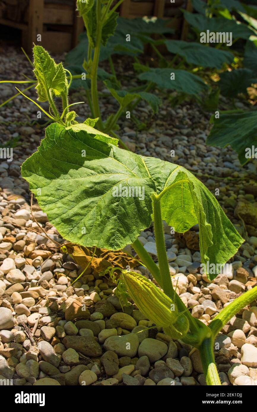 Une plante de courge musquée qui grandit à Friuli-Venezia Giulia, dans le nord-est de l'Italie Banque D'Images