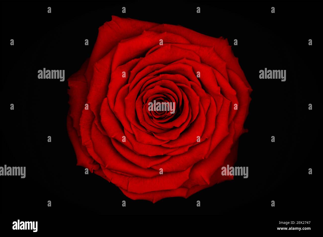 fermer la vue macro supérieure d'une fleur de rose rouge colorée sur fond noir Banque D'Images