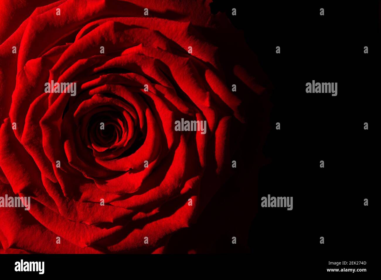 fermer la vue macro supérieure d'une fleur de rose rouge colorée sur fond noir avec espace de copie Banque D'Images