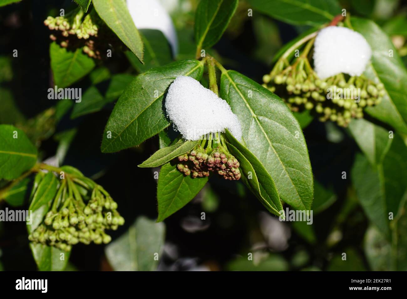 Laurustinus ou laurustine (viburnum tinus). Un buisson à feuilles persistantes de la famille des moschatels (Adoxaceae) en bourgeon en hiver recouvert de neige Banque D'Images