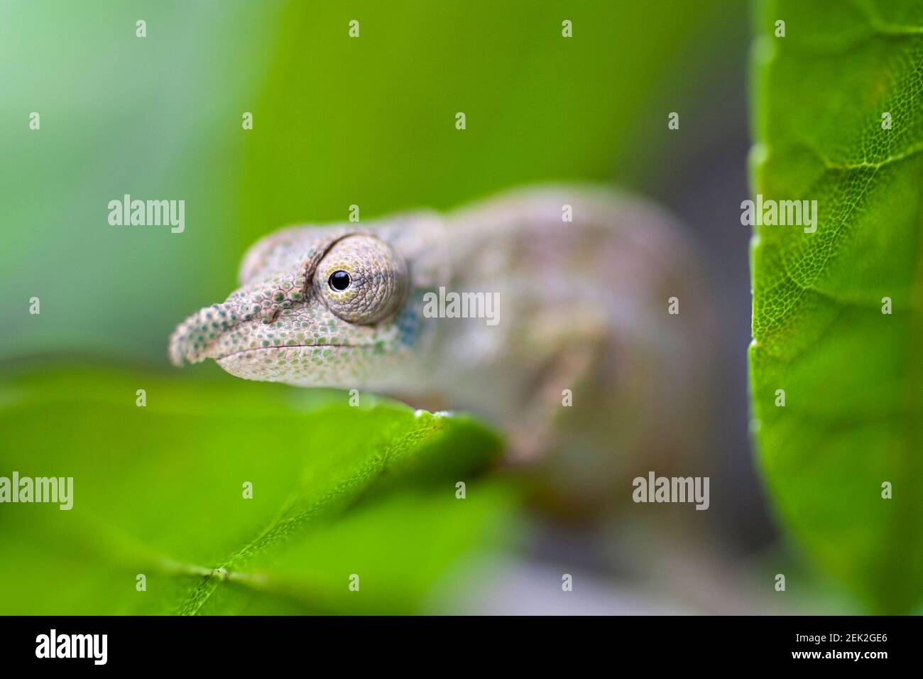 Chameleon (Calumma nasutum), dans la forêt tropicale de Marojejy, au nord-est de Madagascar Banque D'Images