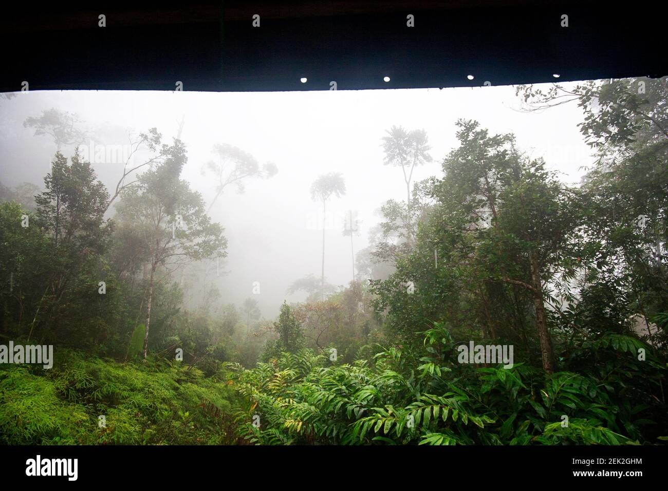 Forêt tropicale dans la brume, Marojejy, Madagascar Banque D'Images