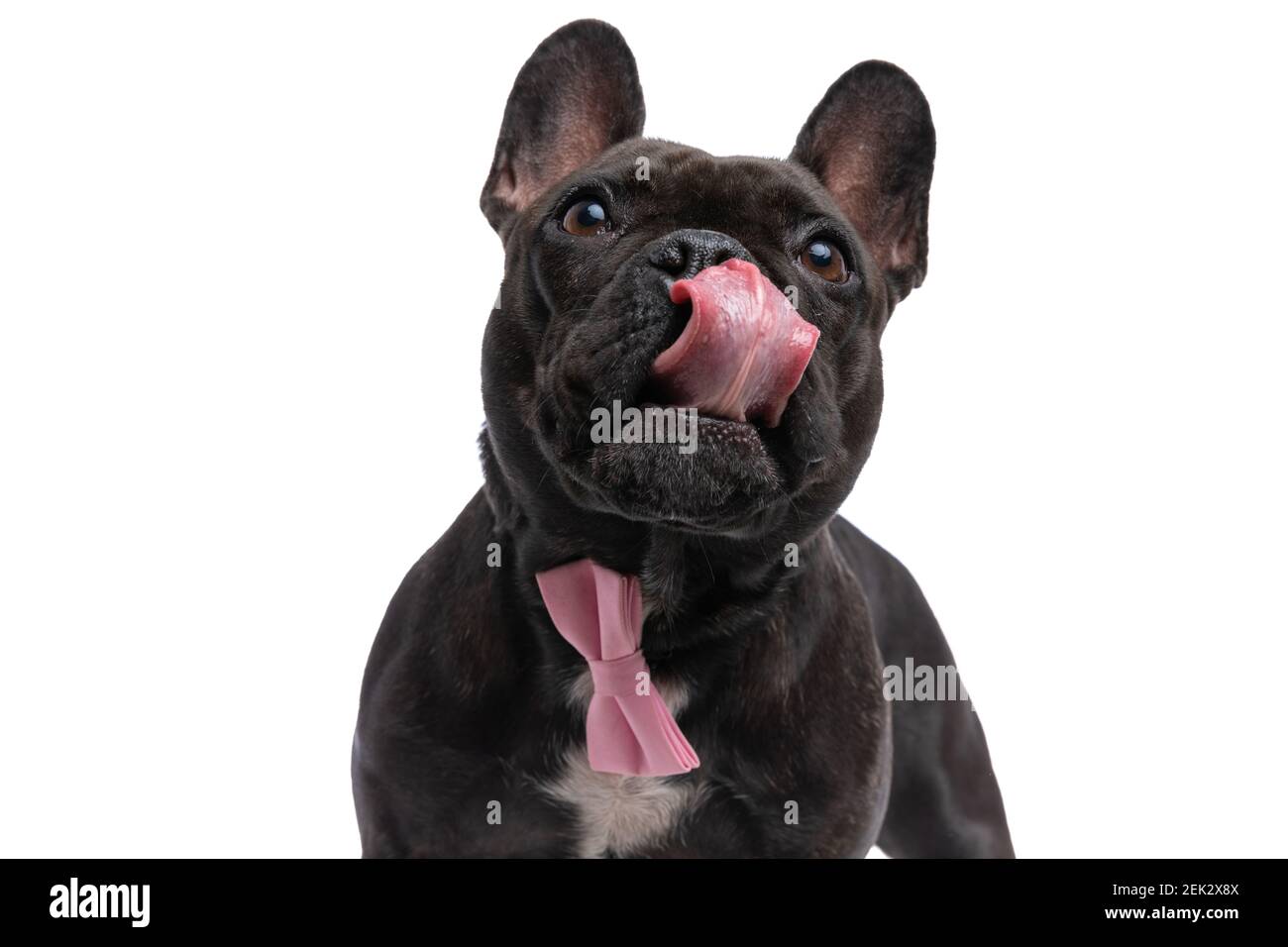 portrait d'un adorable chien de taureau français qui léche le nez et porter un noeud papillon rose sur fond blanc Banque D'Images