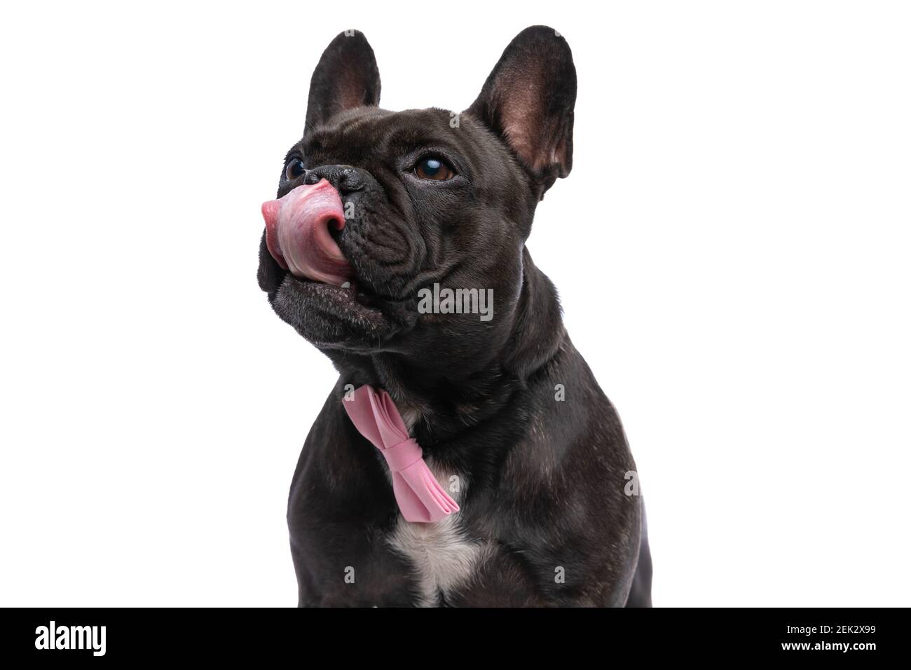 adorable chien de boudogue français qui se réglisse le nez, portant un noeud papillon rose et regardant loin sur fond blanc Banque D'Images