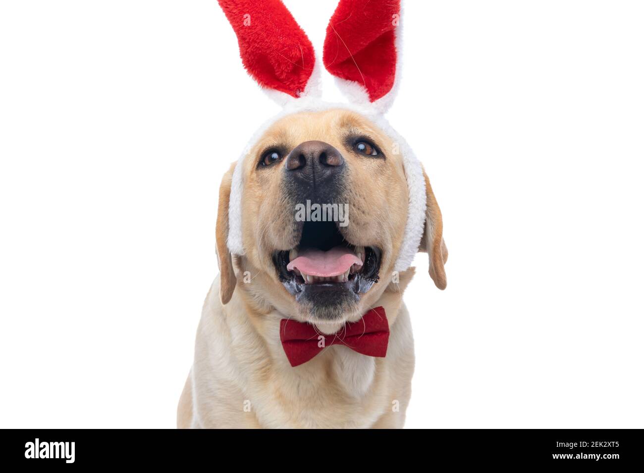 adorable chien labrador retriever portant des oreilles de lapin rouges et un noeud papillon et se pander sur fond blanc Banque D'Images