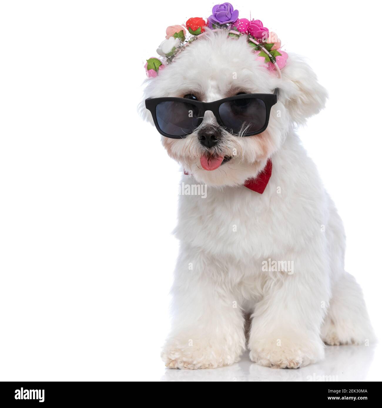 petit chien bichon se panant et portant des lunettes de soleil avec des  fleurs et noeud papillon sur fond blanc Photo Stock - Alamy