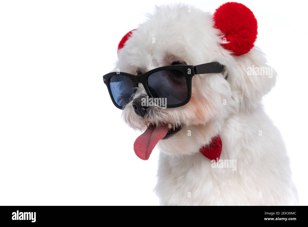 gros plan sur un chien bichon qui dépasse la langue, portant des lunettes  de soleil et des oreilles moelleuses sur fond blanc Photo Stock - Alamy