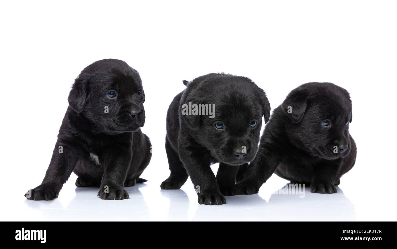 ligne de trois chiots labrador retriever noirs regardant à côté et marche isolée sur fond blanc en studio Banque D'Images