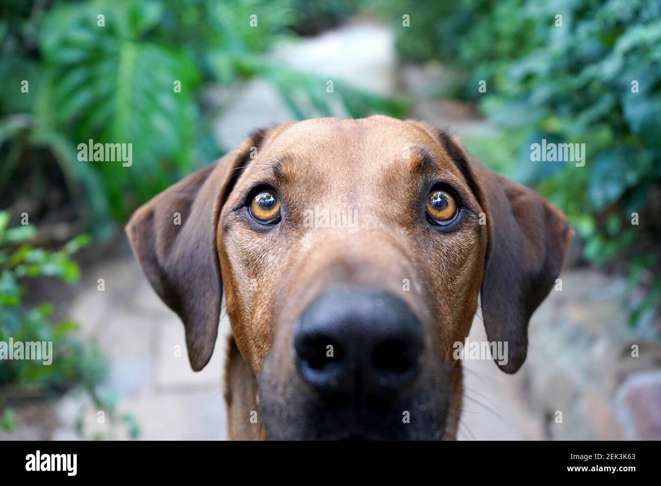 Gros plan d'un gros chien marron regardant l'appareil photo Banque D'Images