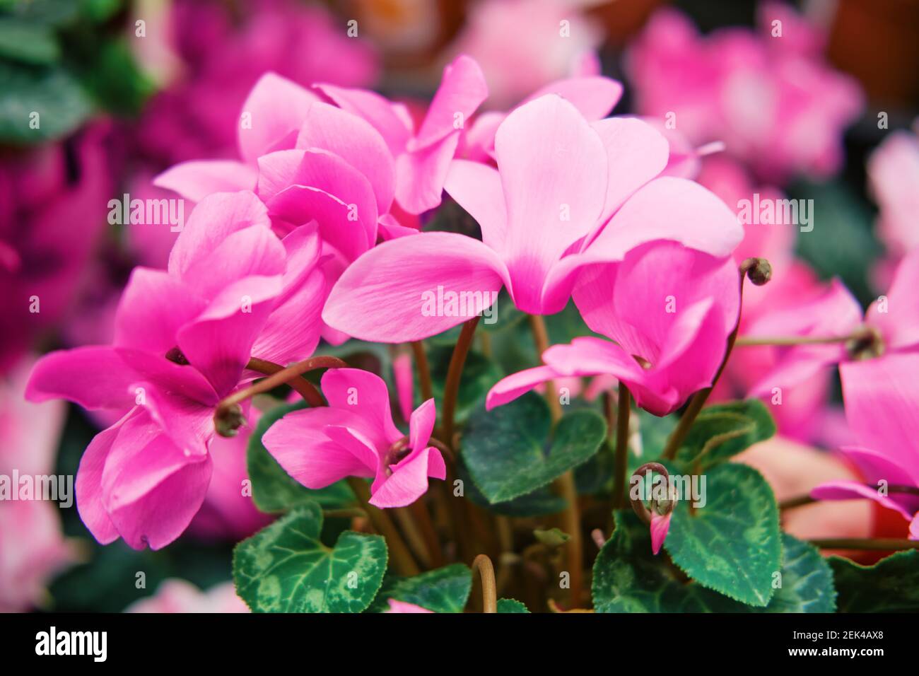 Cyclamen est un genre de 23 espèces de plantes à fleurs vivaces de la ...