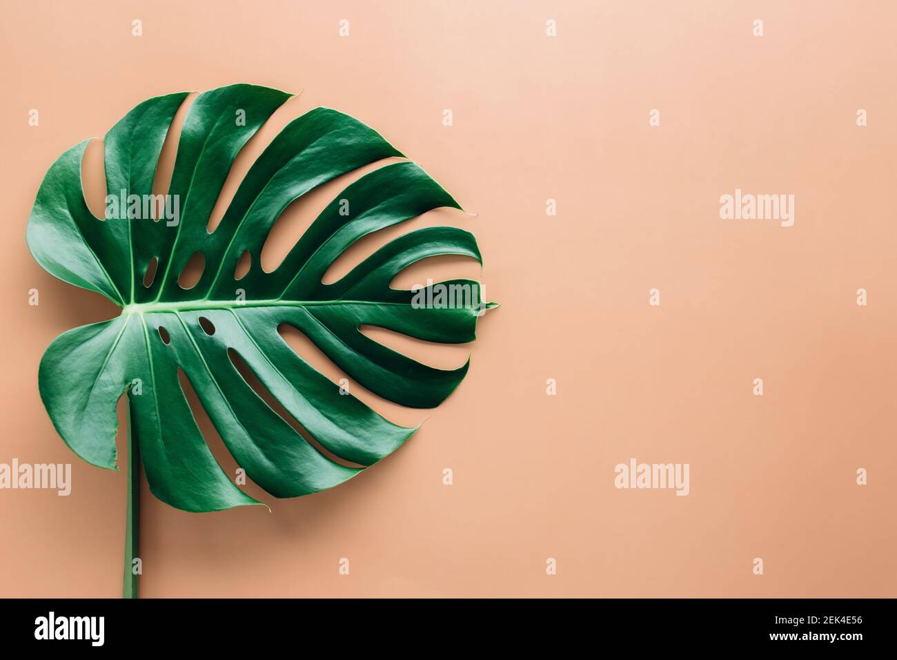 Monstera feuille de palmier vert sur fond beige. Photo de haute qualité Banque D'Images