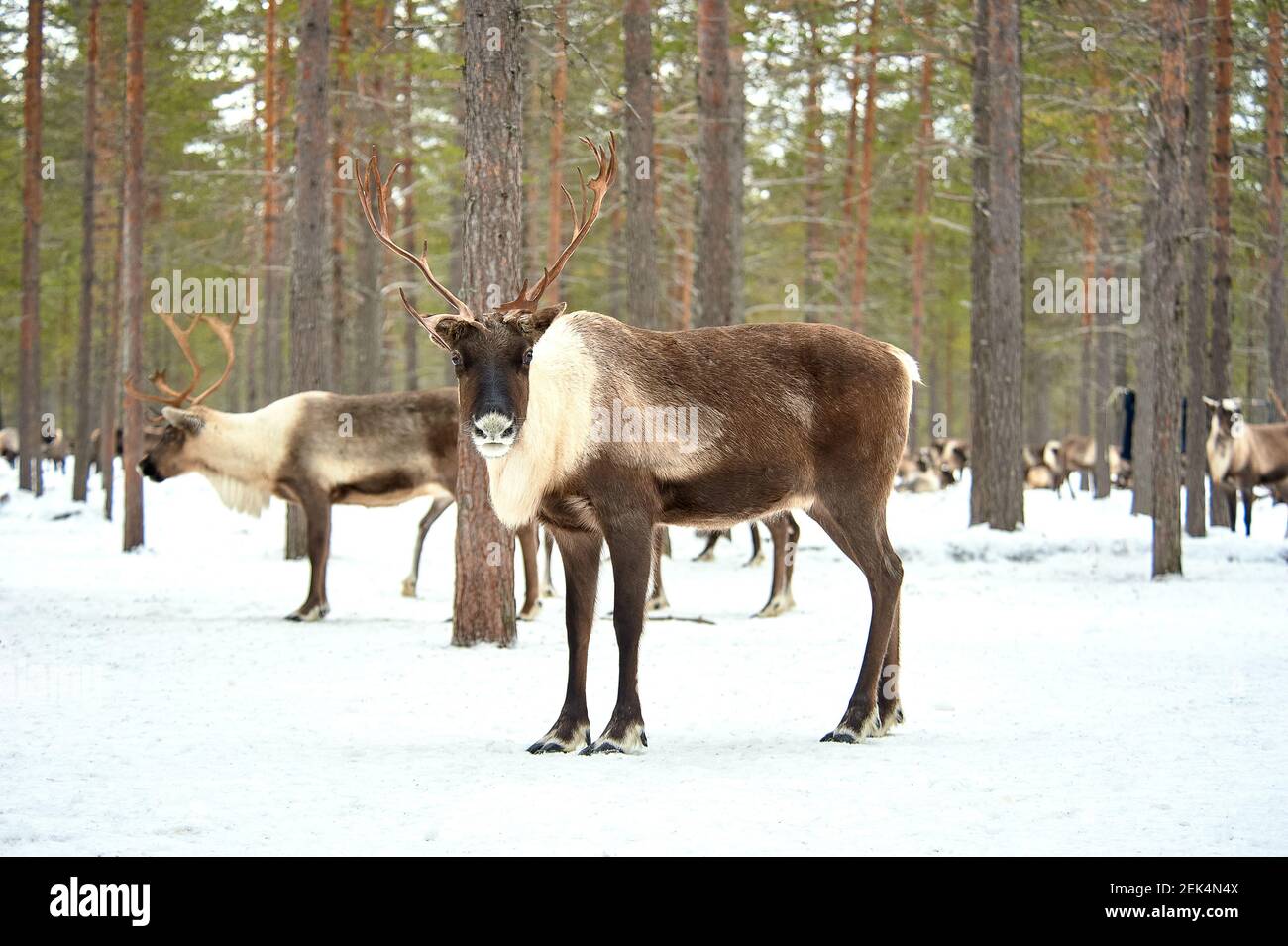 Un cerf se tient contre le fond d'un troupeau de cerf dans la forêt près du camp en hiver Banque D'Images