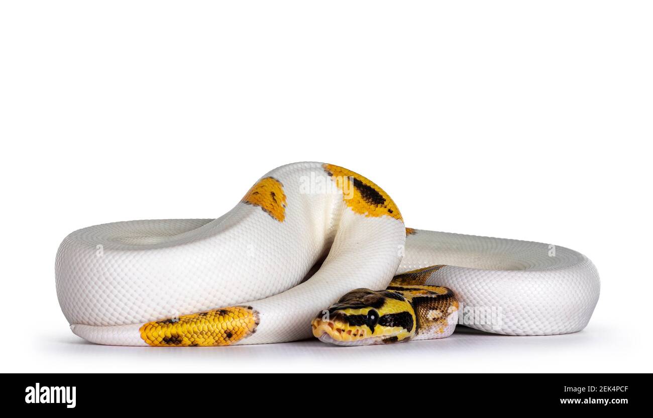 Jeune Piebald ball Python aka Python Regius serpent. Très haut sur ...