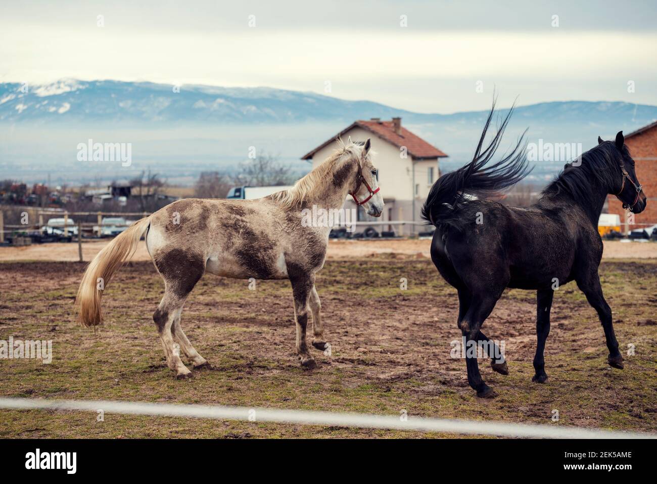 Des chevaux sales dans une arène boueuse avec clôture électrique dans la campagne équitation ranch Banque D'Images