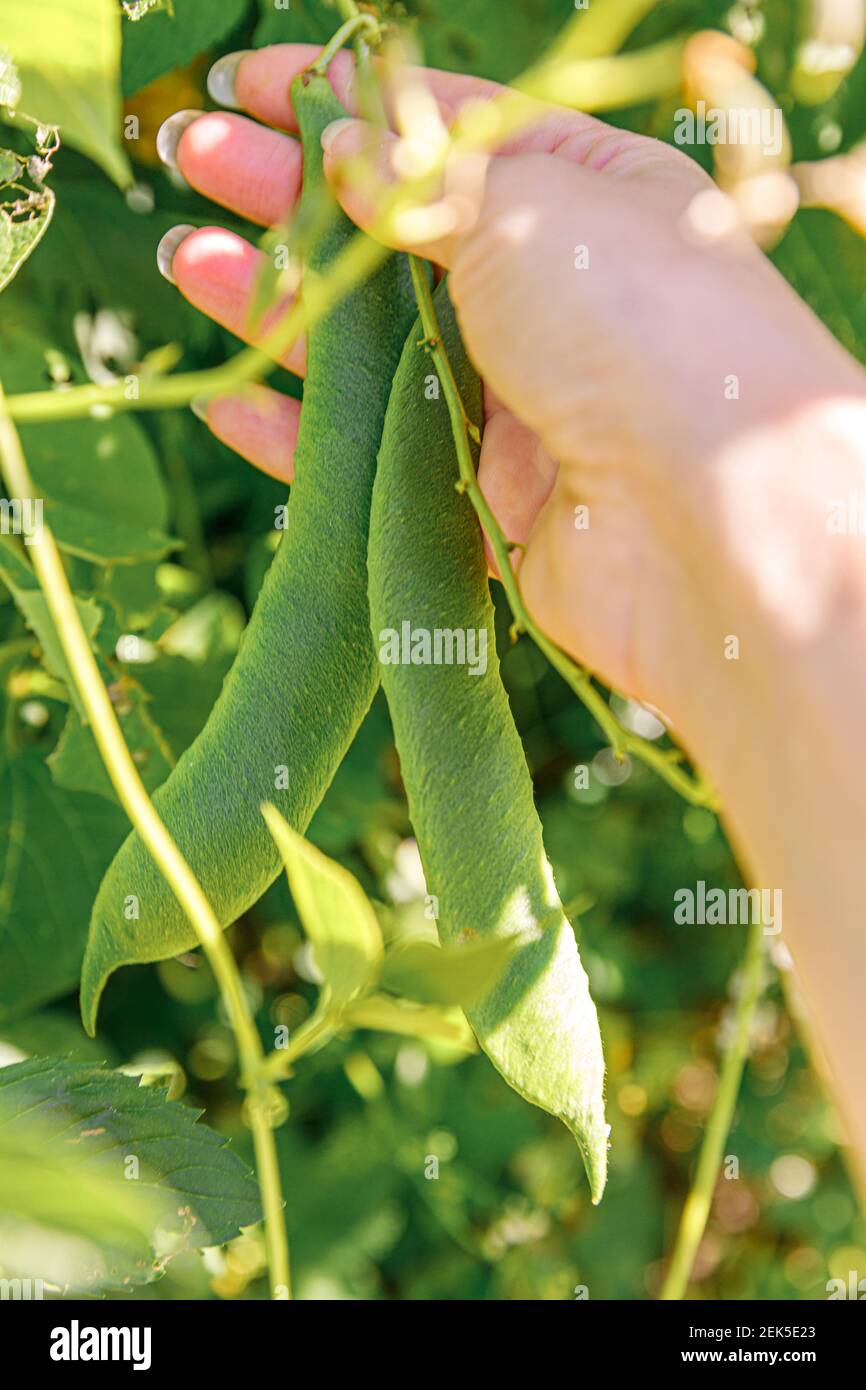 Concept de jardinage et d'agriculture. Une travailleuse agricole moissonne à la main du soja biologique mûr vert frais sur la branche dans le jardin. La maison végétarienne grandit Banque D'Images