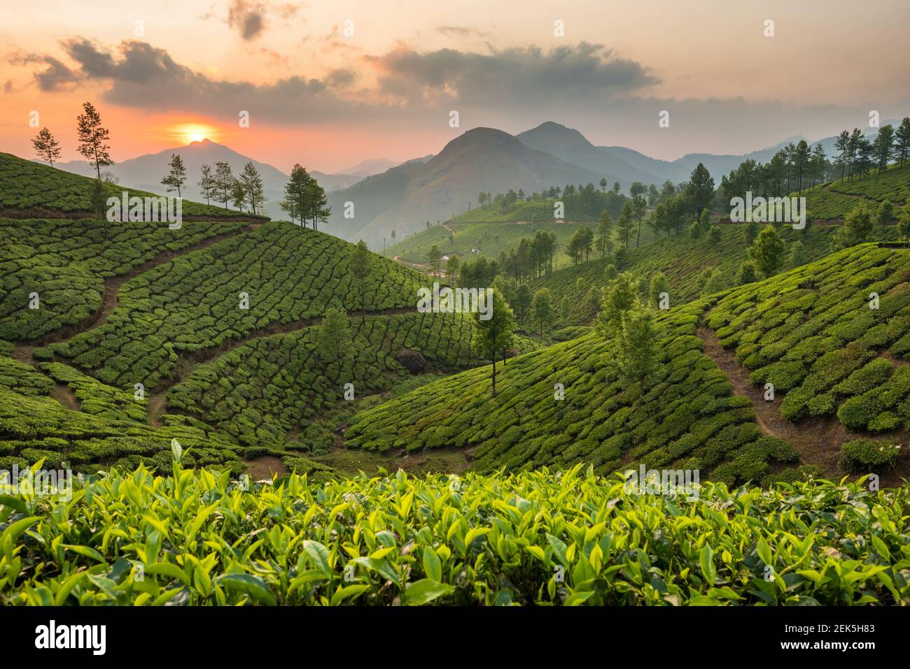 Les plantations de thé à Munnar, Kerala, Inde Banque D'Images