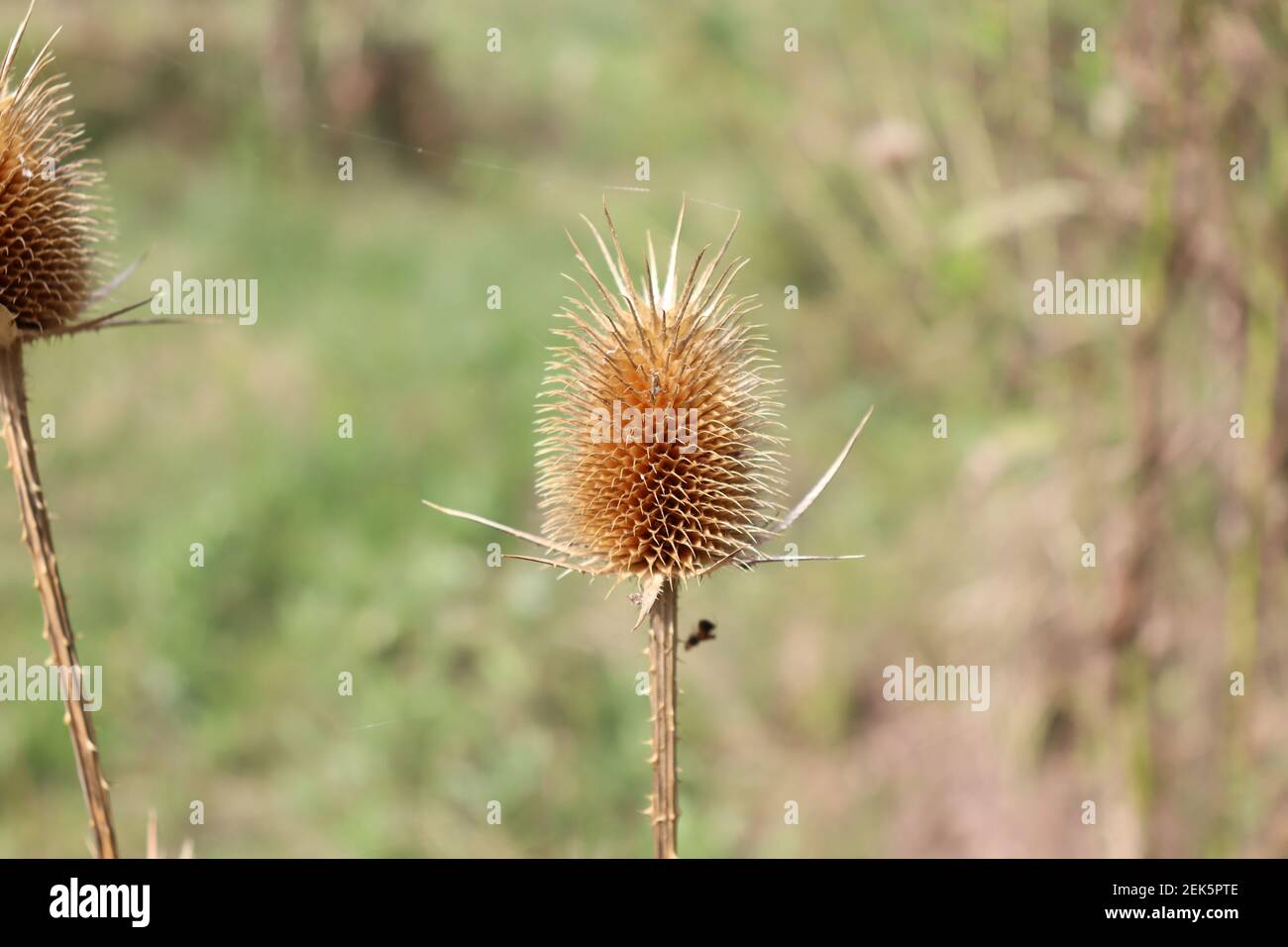 grand dos sec grand plan Banque D'Images