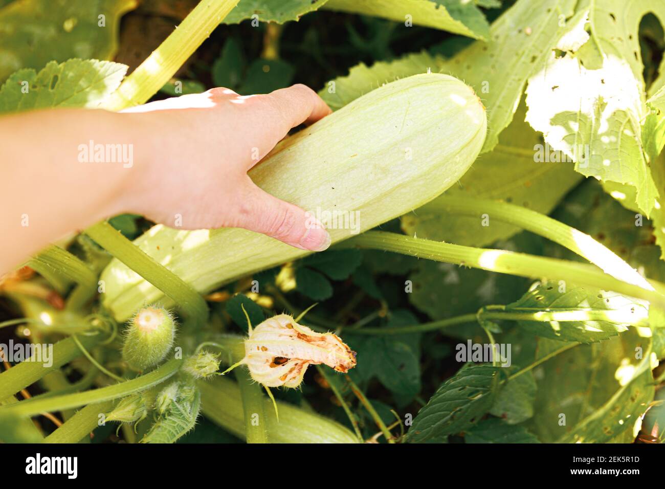 Concept de jardinage et d'agriculture. Femme de la ferme main récolte vert mûr fraîche de courgettes biologiques dans le jardin. Végétalien végétarien maison nourriture grandi pr Banque D'Images