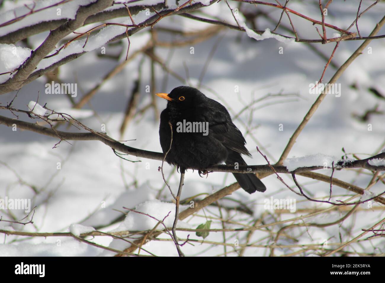 Blackbird en hiver Banque D'Images