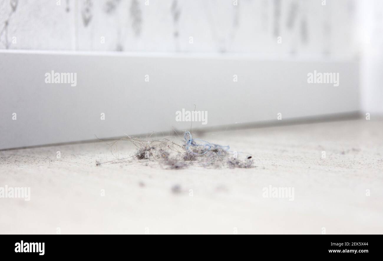 Maison commune poussière sur sol stratifié blanc à la maison. Particules de cheveux, de peau et de textile dans un tas. Copier l'espace. Banque D'Images