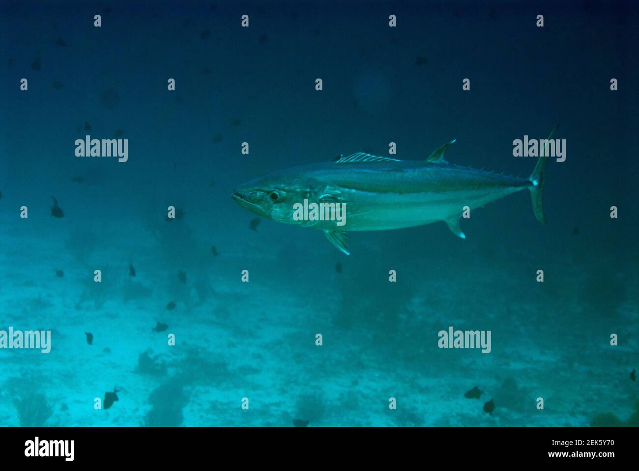 Dogtooth Tuna, Gymnsarda unicolor, site de plongée de Batu Kapal, Banda Neira, Moluccas, Mer de Banda, Indonésie Banque D'Images